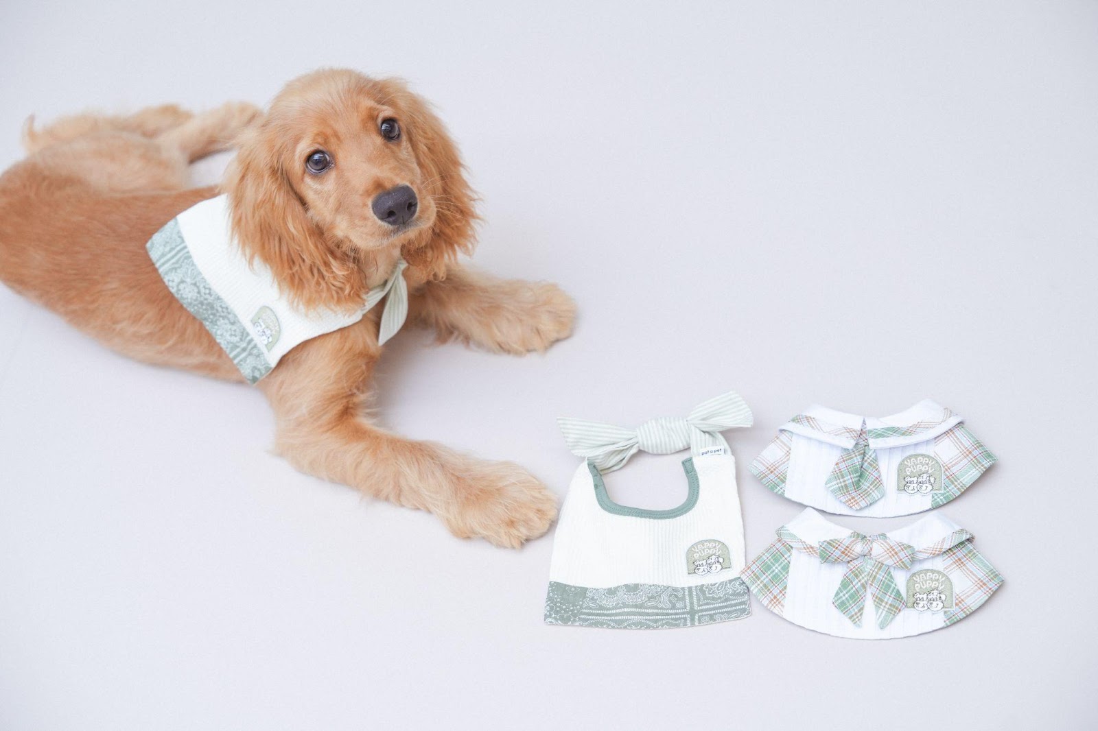 Yappy Puppy School Open Day