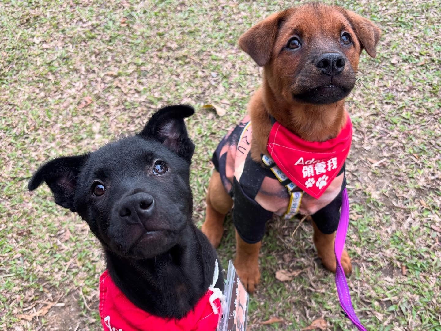 Give Strays a Home | Partnered with Stray Advancement Association