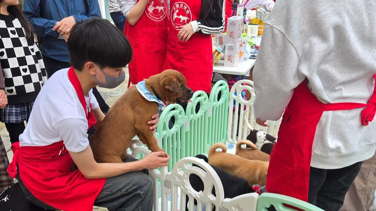Pet Adoption Activities