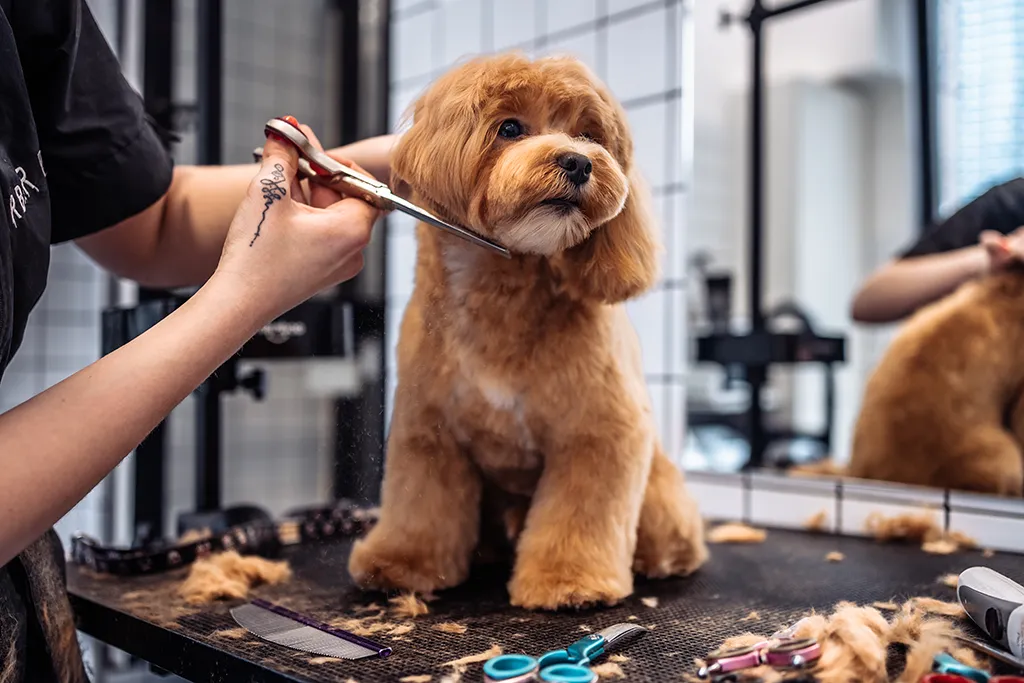 Pet Grooming Workshop