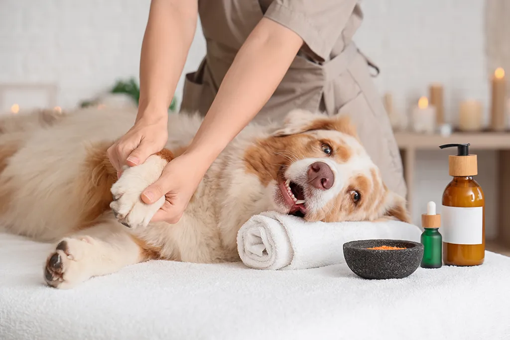 Pet Massage Workshop