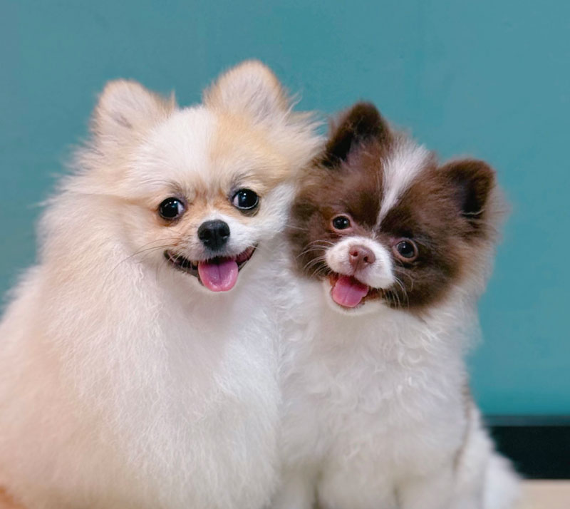 All-in-One Pet Care Sharing Session