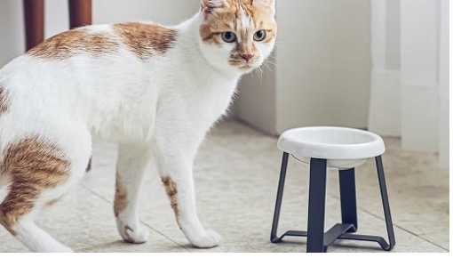 Zensei.store Designer pet accessories